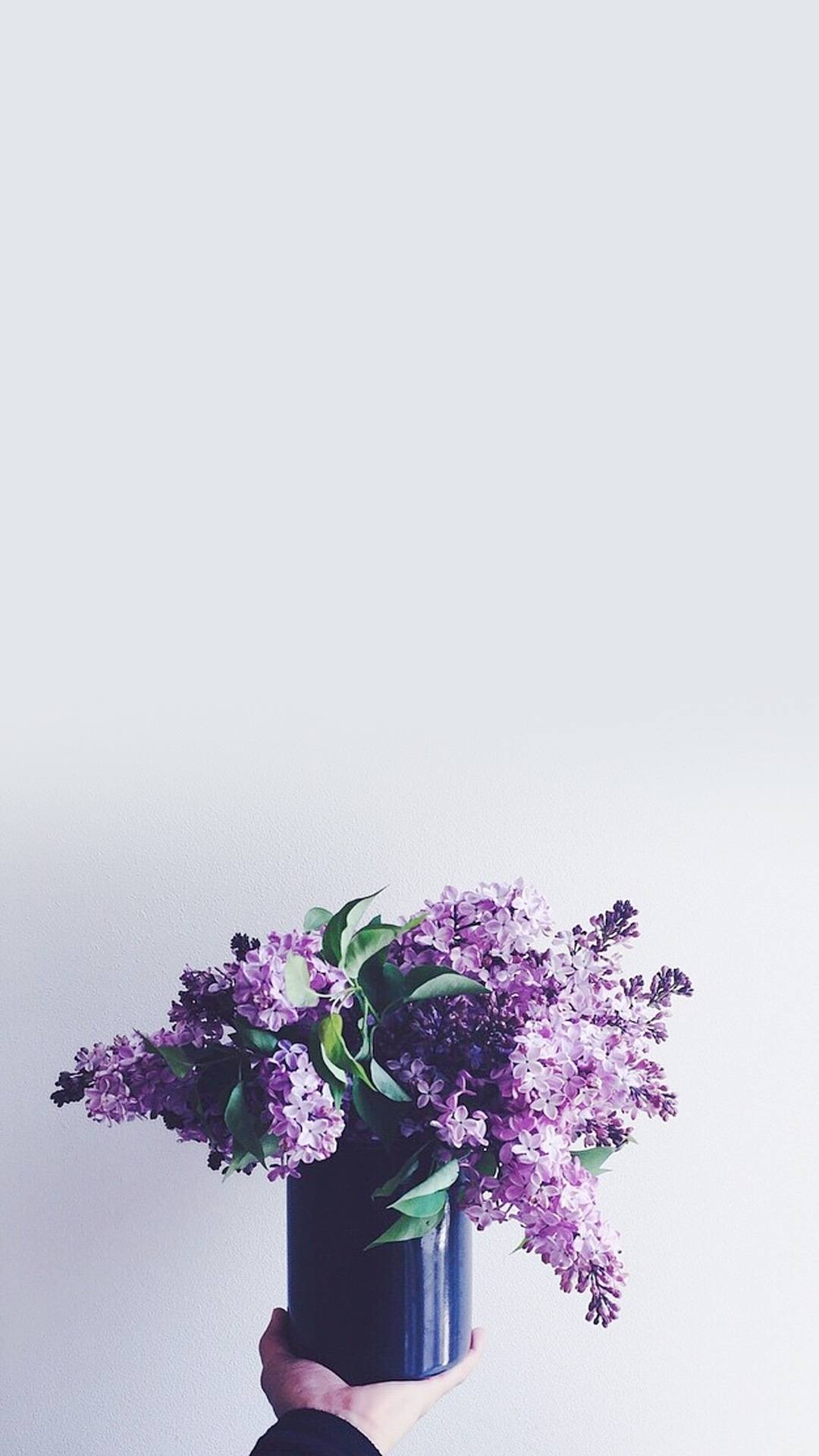 苹果心语：清新壁纸下的甜蜜告白详细内容1