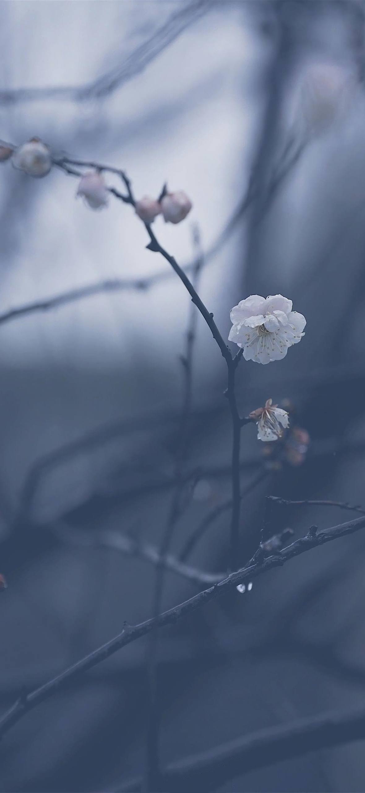唯美小清新动态壁纸下载壁纸预览