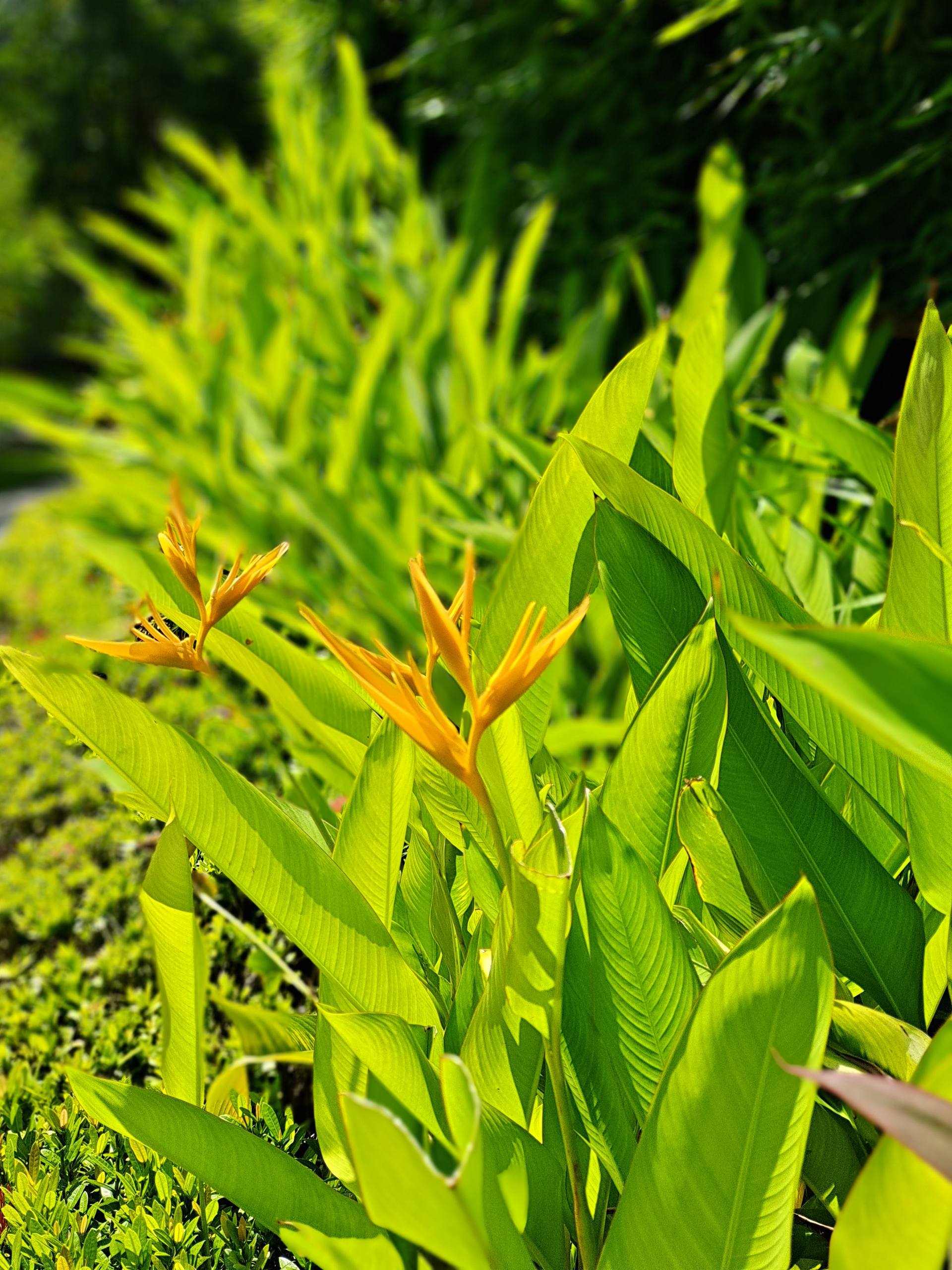 清新绿花壁纸壁纸预览