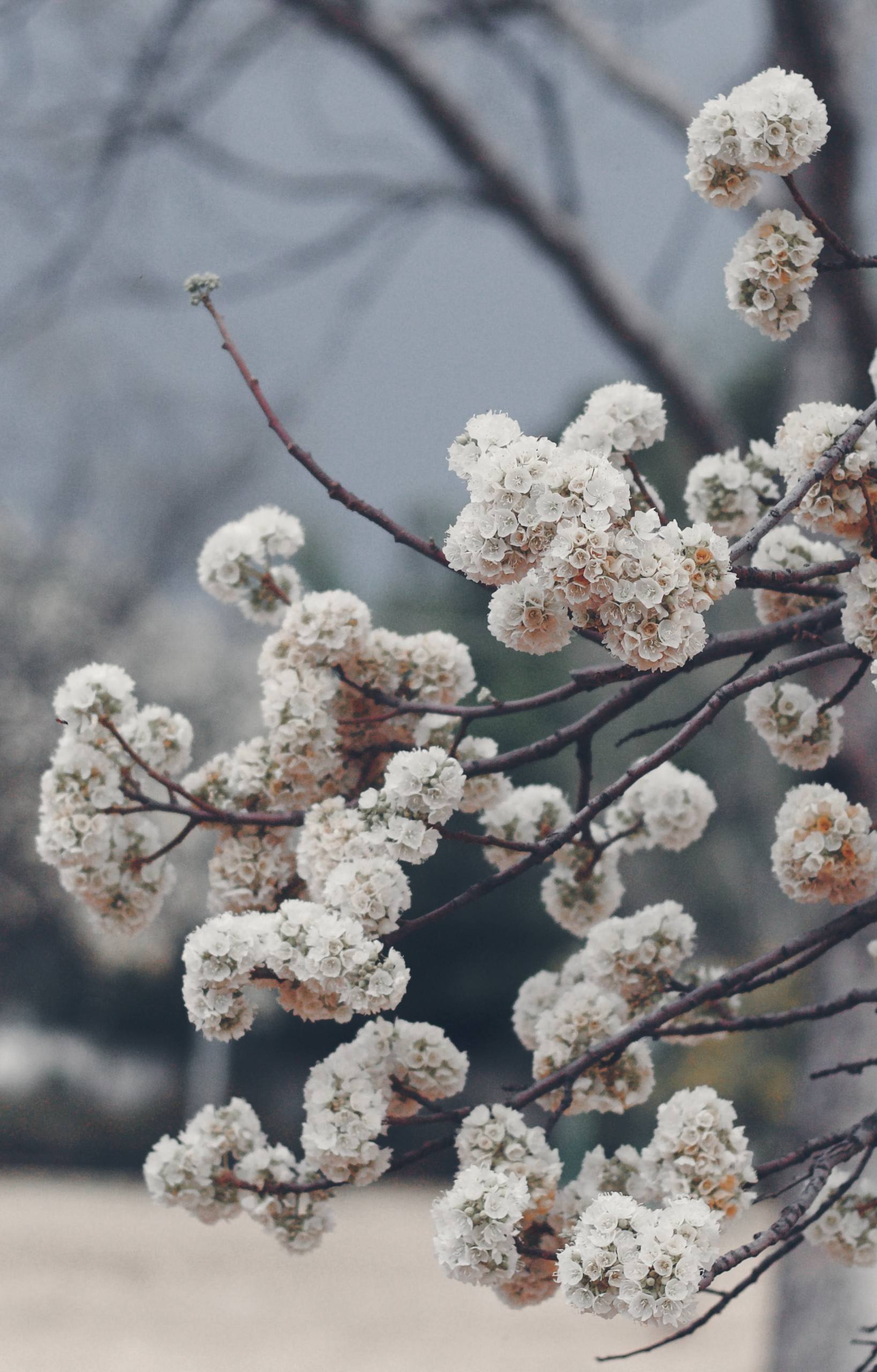 清新绿花壁纸壁纸预览