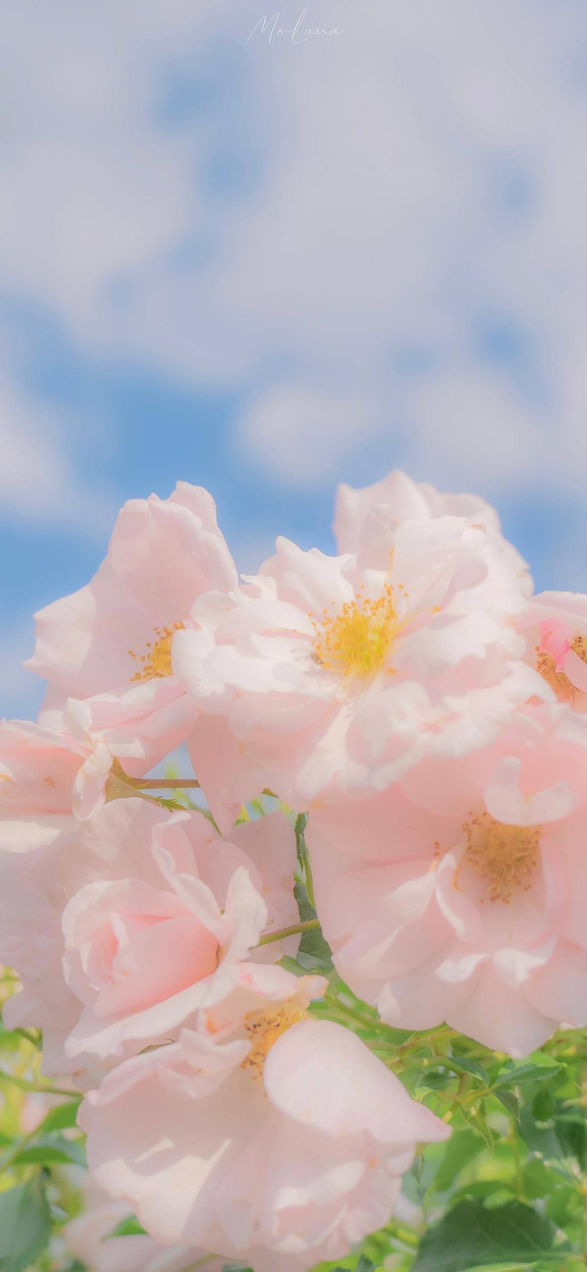 小花清新壁纸壁纸预览