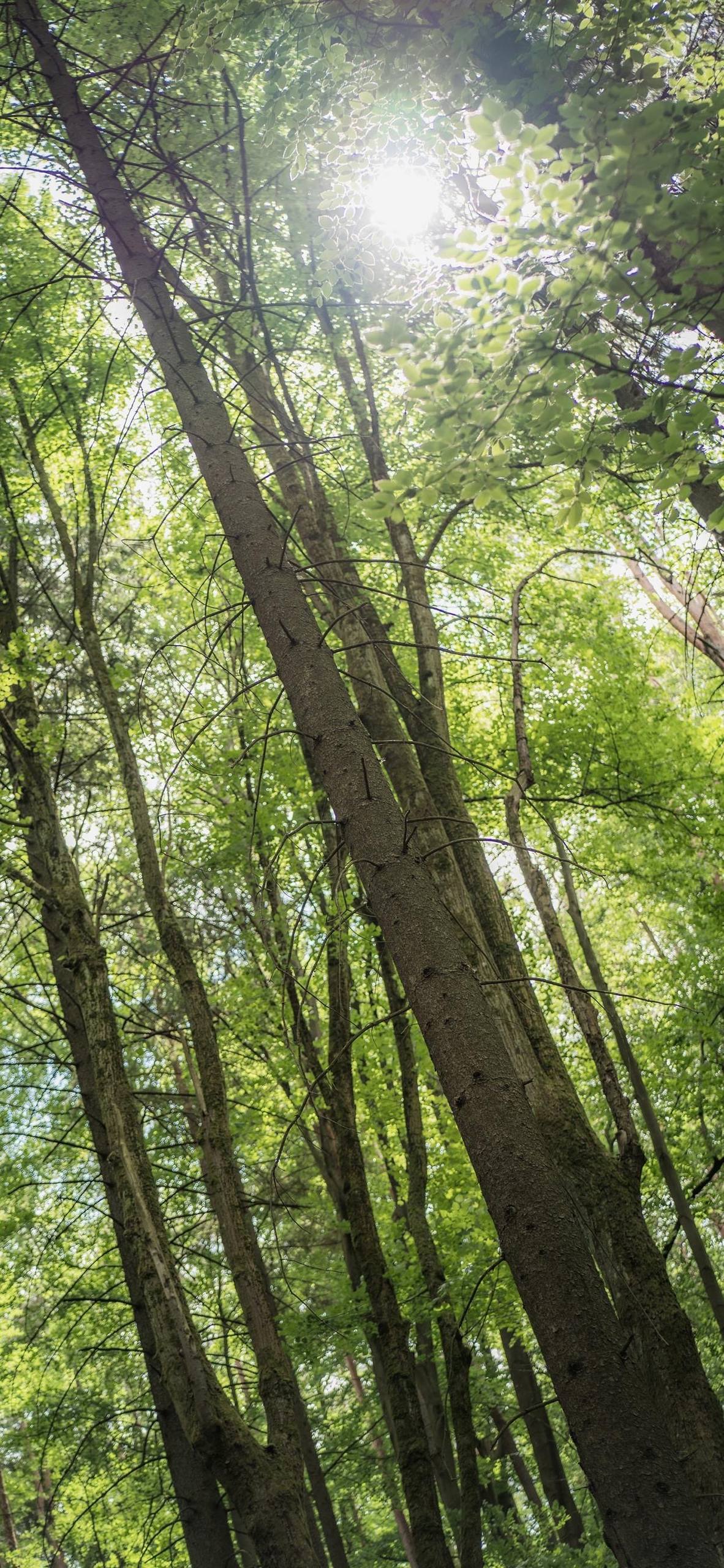 手机壁纸氛围感清新壁纸预览