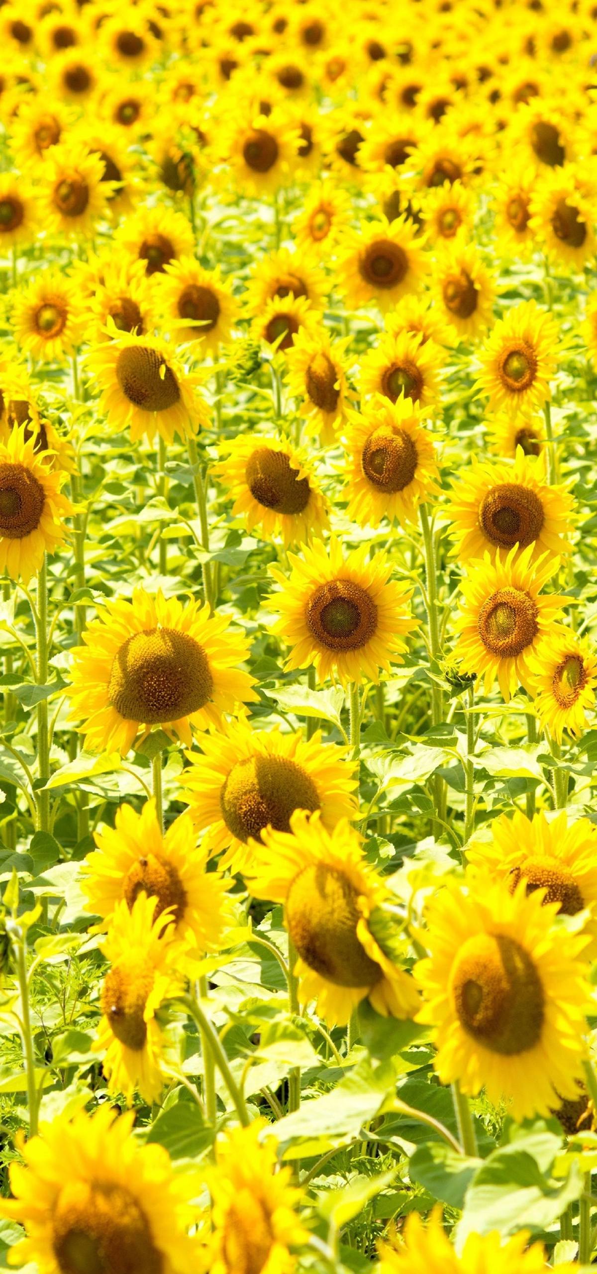苹果手机锁屏壁纸清新壁纸预览