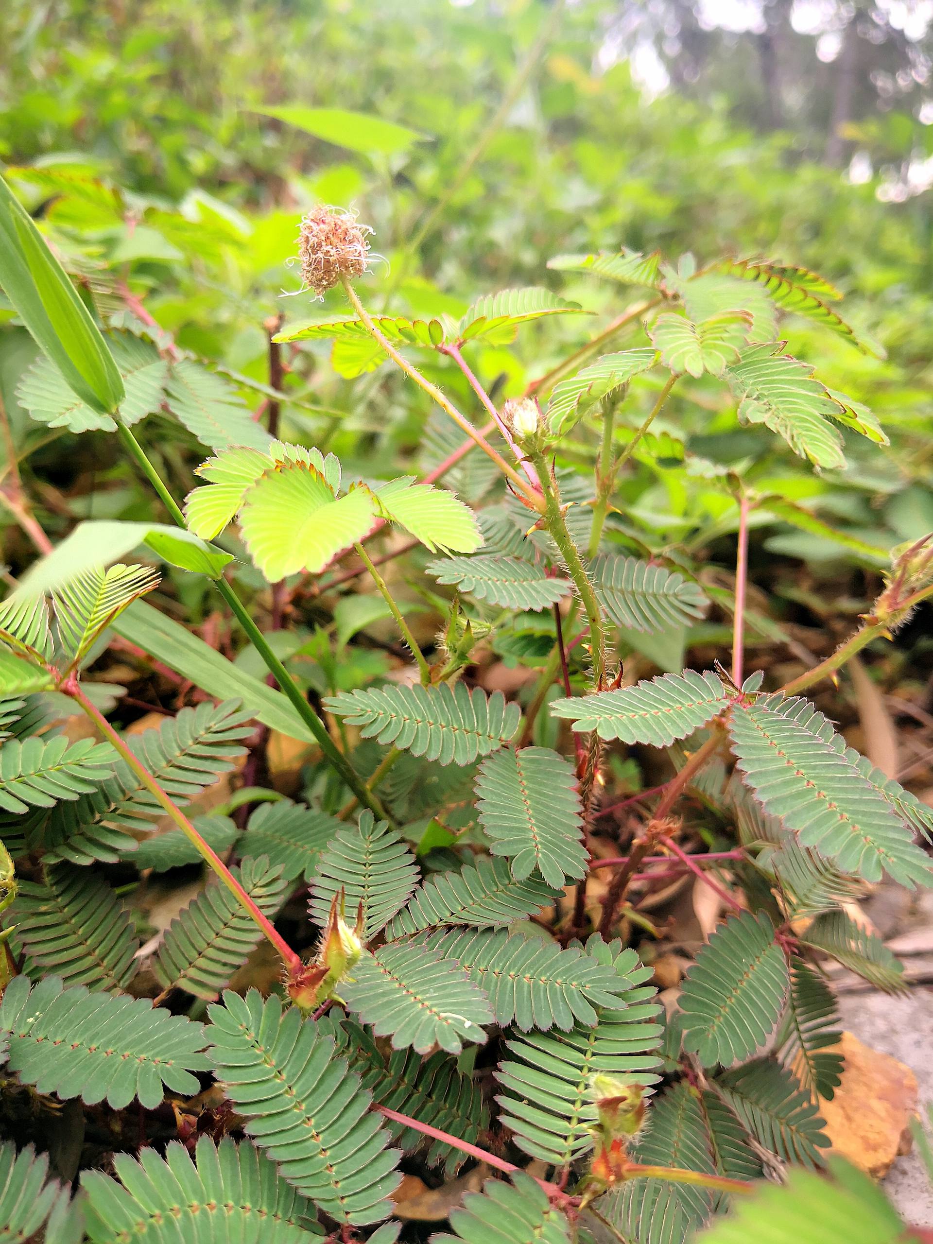 清新百合花手机壁纸壁纸预览