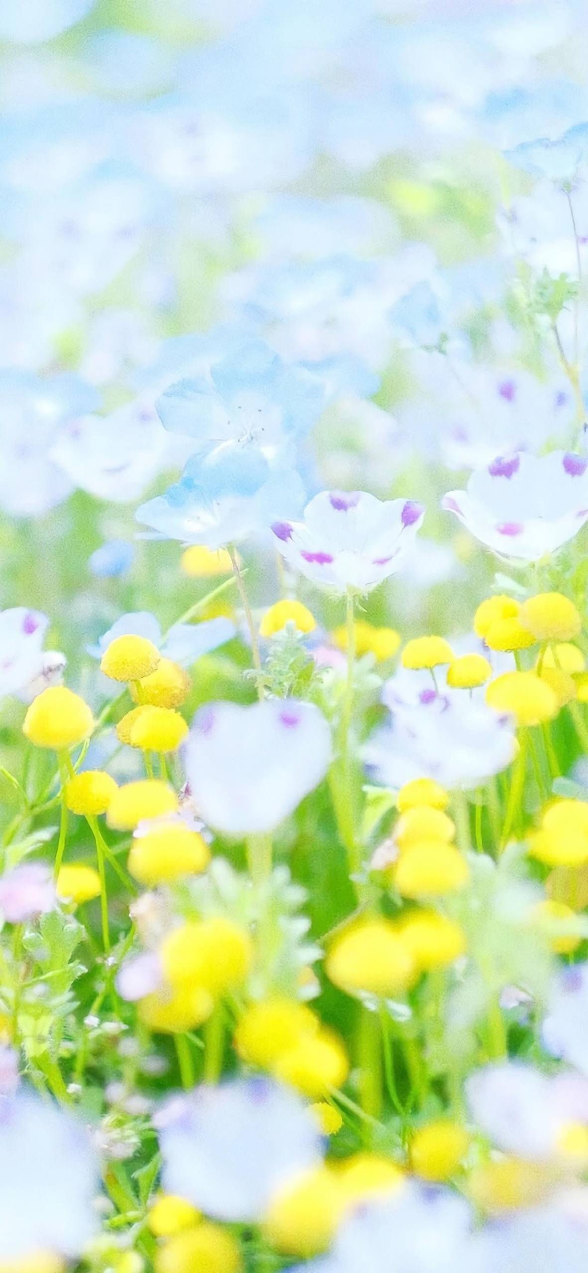 手机壁纸大冒险：小清新女生与简约黑色的奇幻邂逅详细内容2