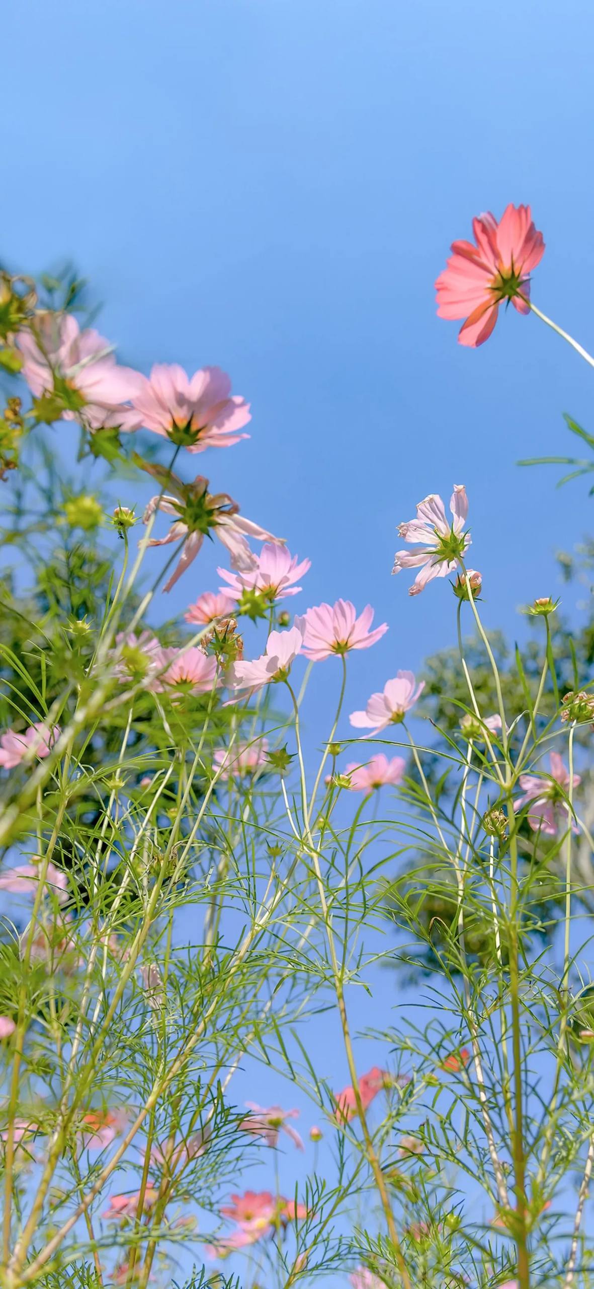 清新百合花：手机壁纸大全中的唯美女生小清新详细内容2