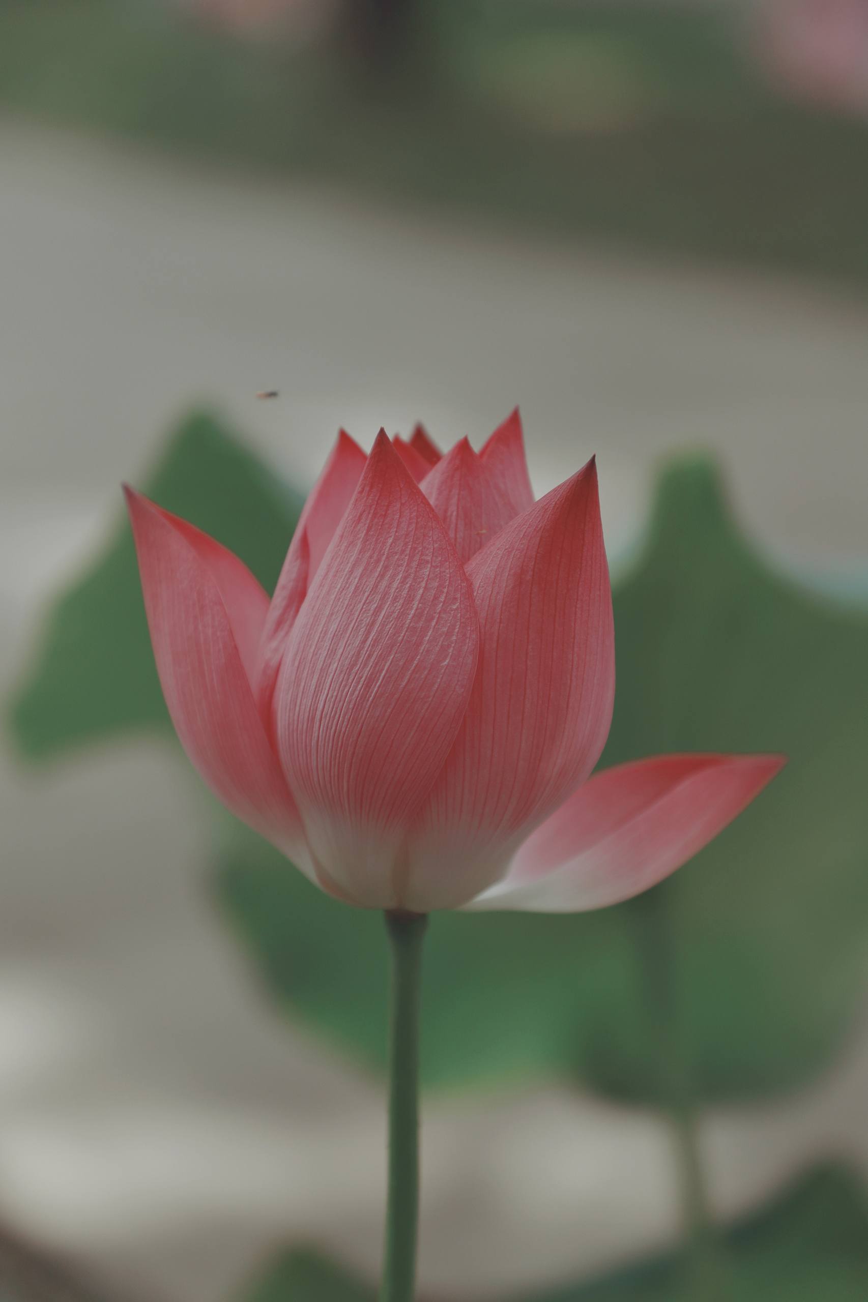 桌面壁纸小清新壁纸预览