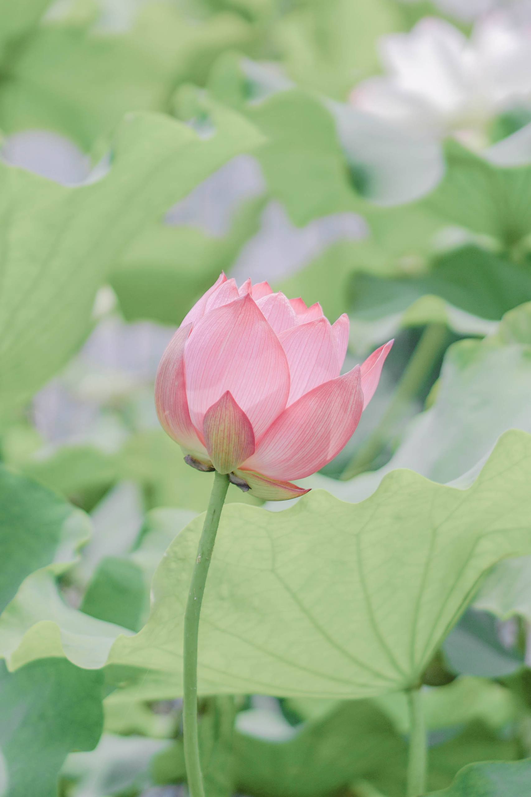 小清新电脑屏保壁纸壁纸预览