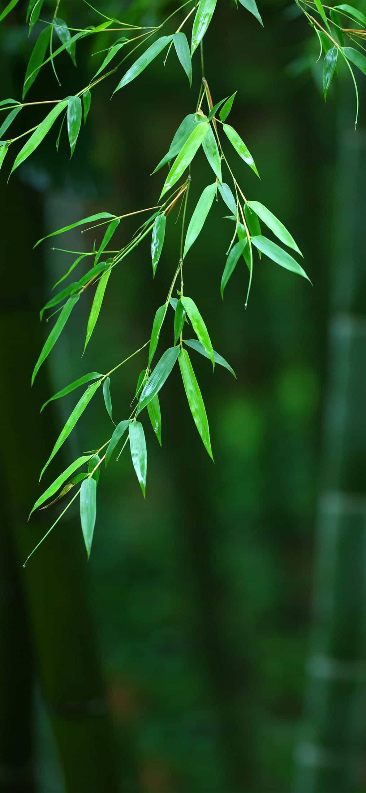 清新淡雅竹子图片壁纸壁纸预览