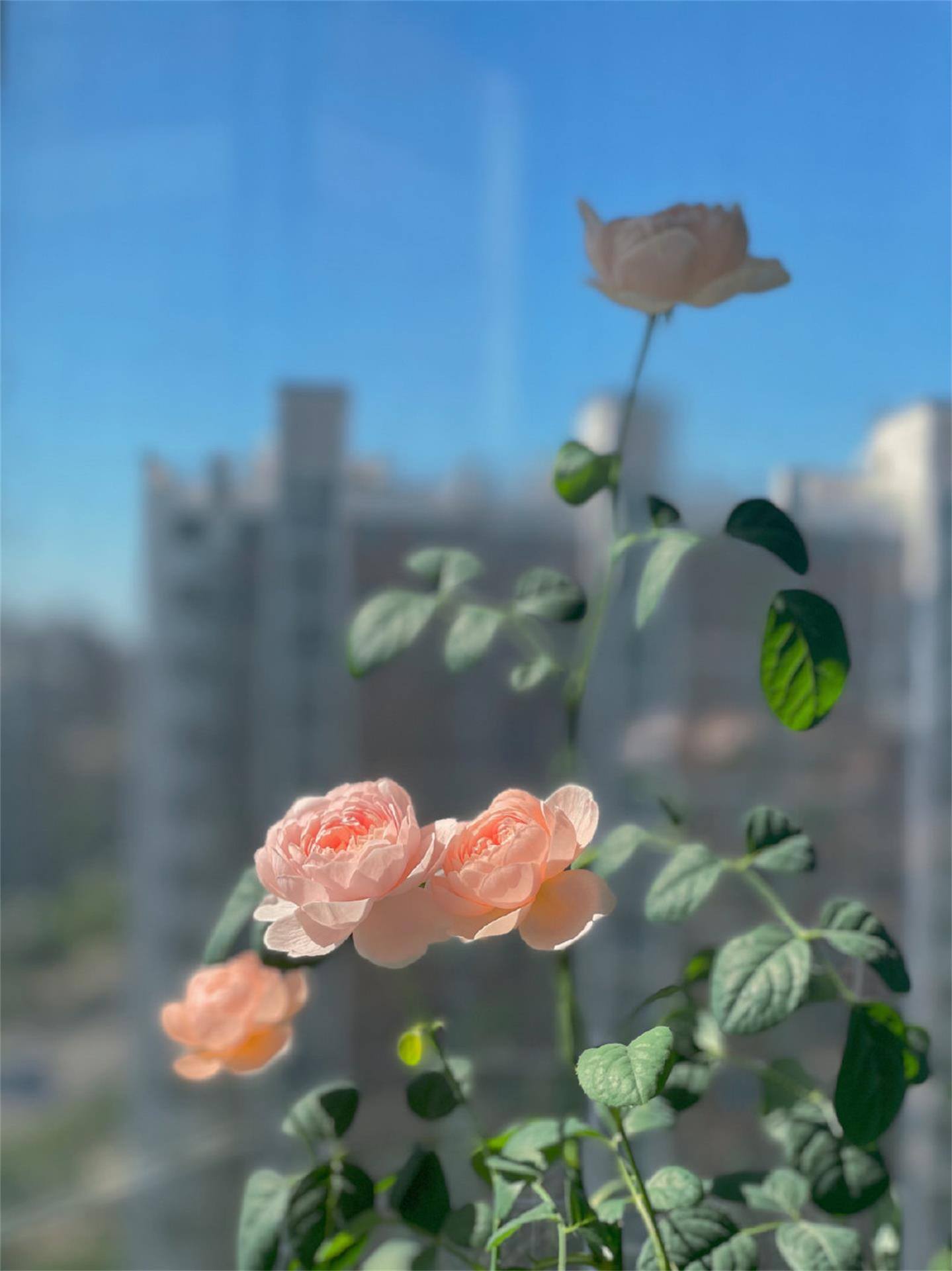 二次元小清新壁纸壁纸预览