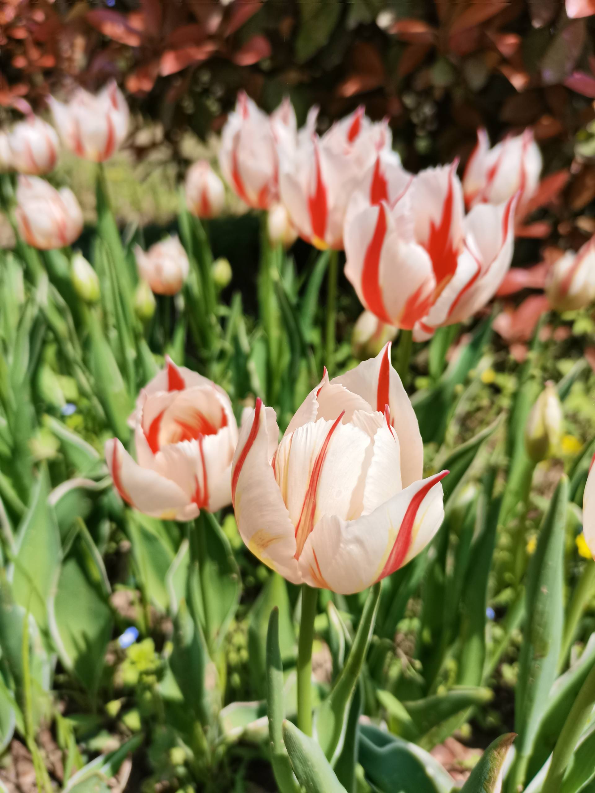 清新花朵壁纸壁纸预览