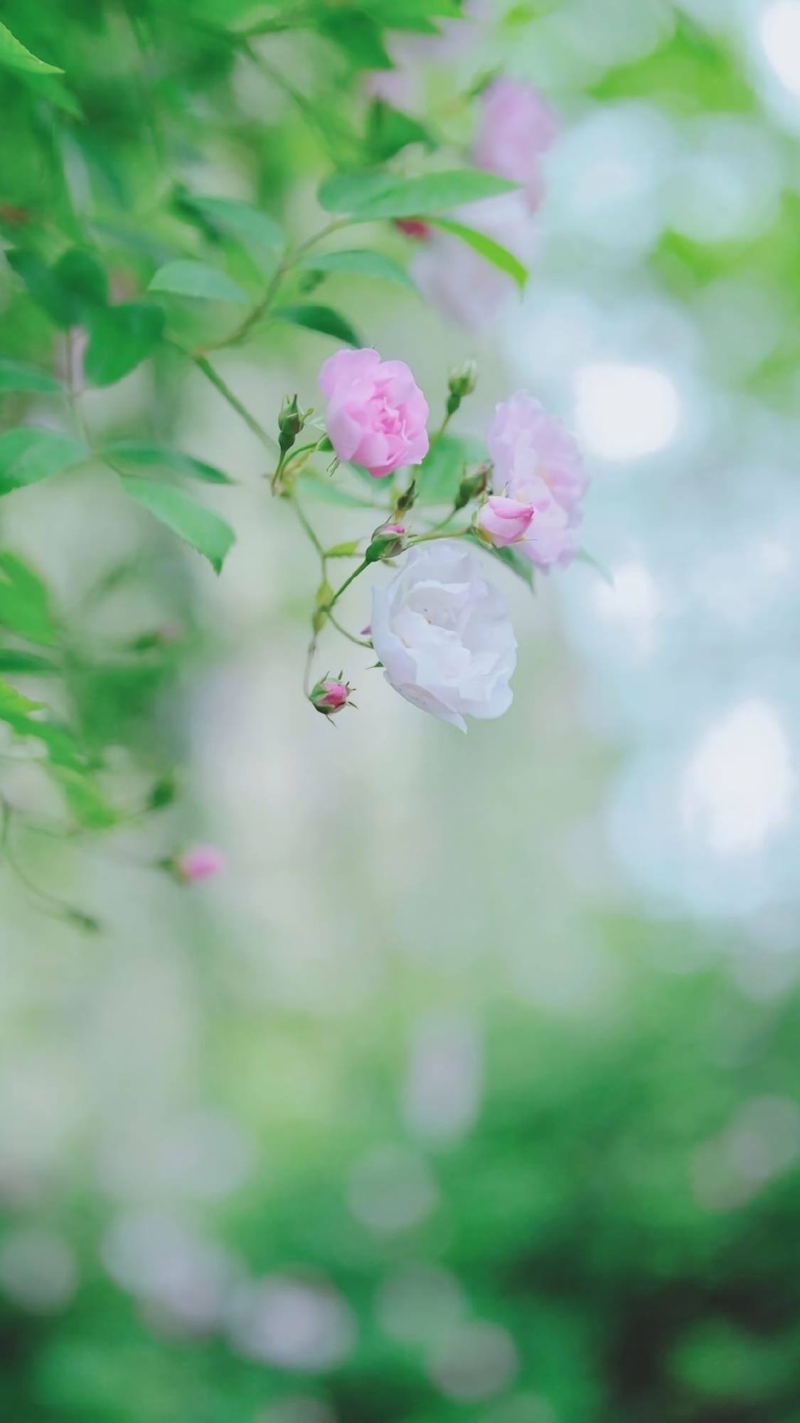 古风像素画：苹果与清新的壁纸邂逅详细内容2