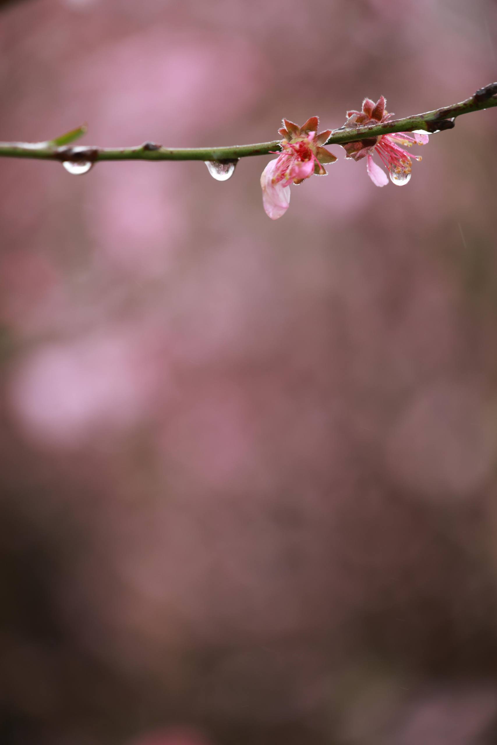 雨后清新壁纸：小清新iPad桌面，免费超清晰视觉盛宴详细内容1