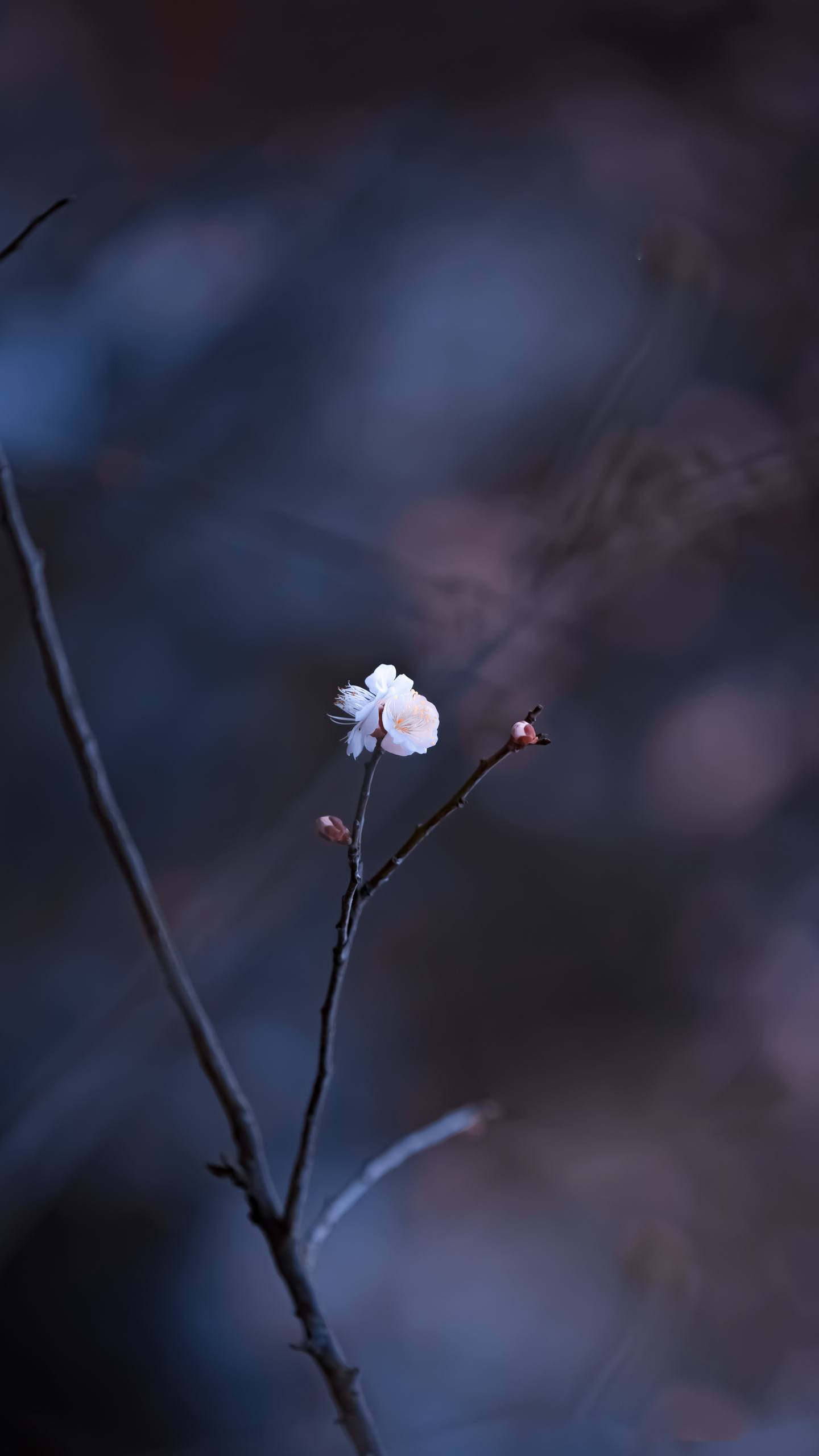 寻找小清新：1920x1080护眼壁纸大冒险详细内容3