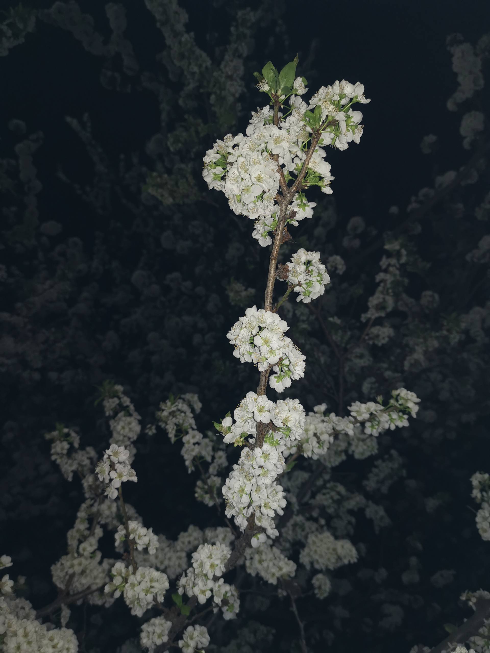 壁纸女生小清新：高清护眼，炫彩苹果，一眼万年的视觉盛宴详细内容3